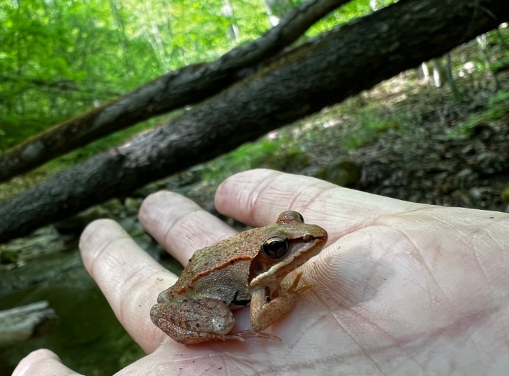 Wood Frog